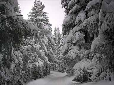 Traumhafte Winterlandschaft. 